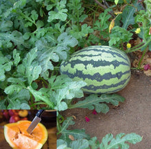 Organic Orangeglo Watermelon Israeli Fresh Seeds for a productive addition to the vegetable patch
