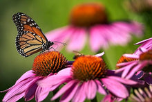 Echinacea Echinacea Purpurea Blue Seeds for colorful blooms in the Backyard Flower Beds