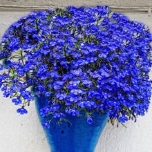 Alyssum Wonderland Series Blue Annual Seeds for colorful blooms in the Flower Bed