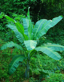 Banana Seeds (Musa spp.) for growers planting the Tropical Garden