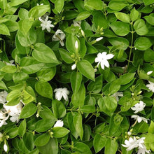 Jasmine Jasminum Sambac Seeds for growers filling out the Outdoor Indoor Pots
