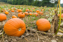 Howden Biggie Pumpkin Seeds (Cucurbita pepo) for productive rows in the Vegetable Patch