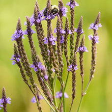 Blue Vervain Seeds (Verbena hastata) for a bright addition to the native wildflower wetland garden