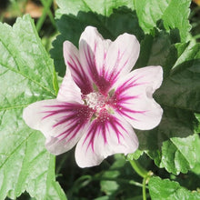 Zebra Mallow Seeds for gardeners building out beds and borders