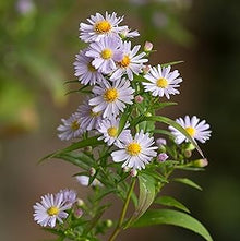 Kletternde Aster Seeds (Aster spp.) for a bright addition to the Flower Bed