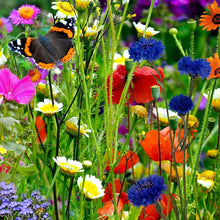 Part Shade Wildflower Mix Seeds for a bright addition to the Low Light Areas