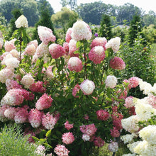 Vanilla Strawberry Hydrangea Seeds (Hydrangea macrophylla) for a homegrown harvest from the Garden