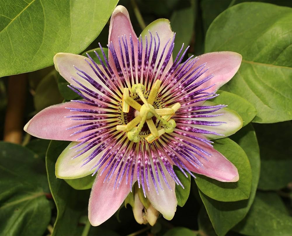 Passionflower Passiflora Incarnata Seeds for planting in trellis garden