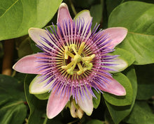 Passionflower Passiflora Incarnata Seeds for planting in trellis garden