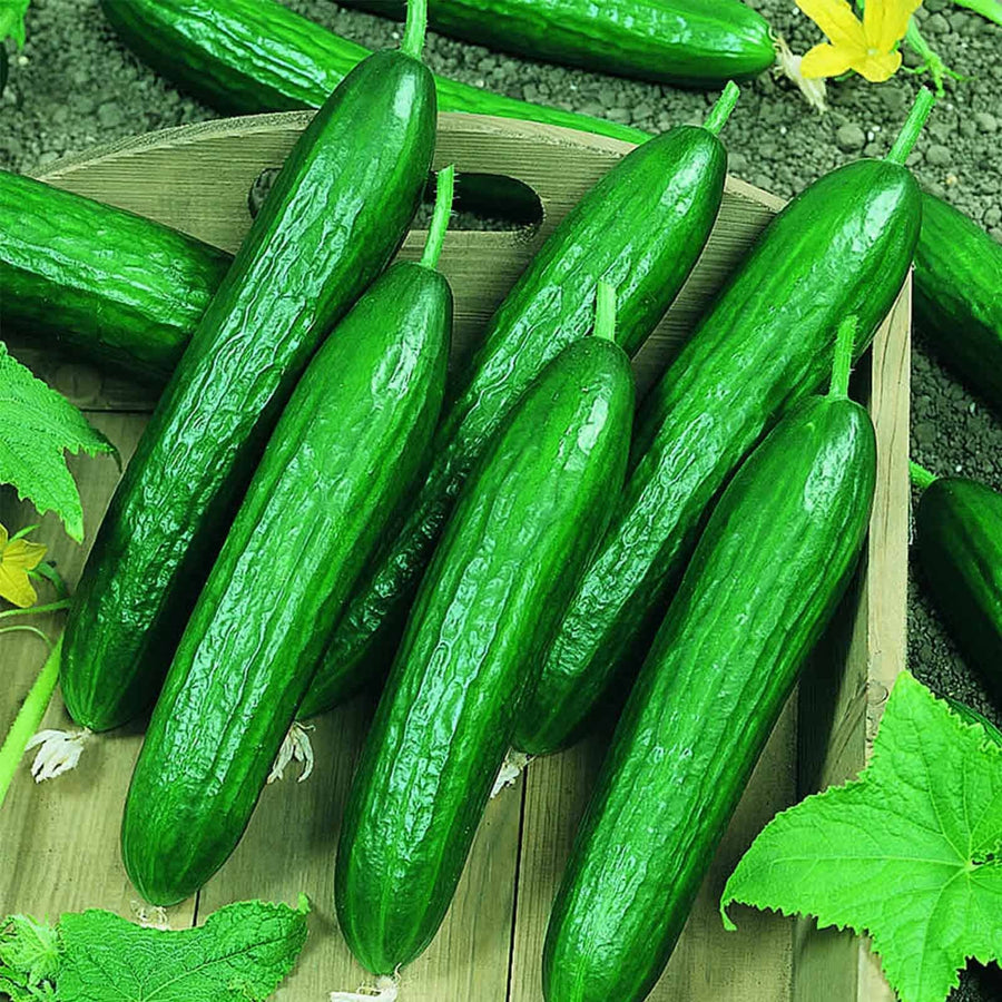 Suyo Long Cucumber Seeds for sweet and crisp garden cucumbers
