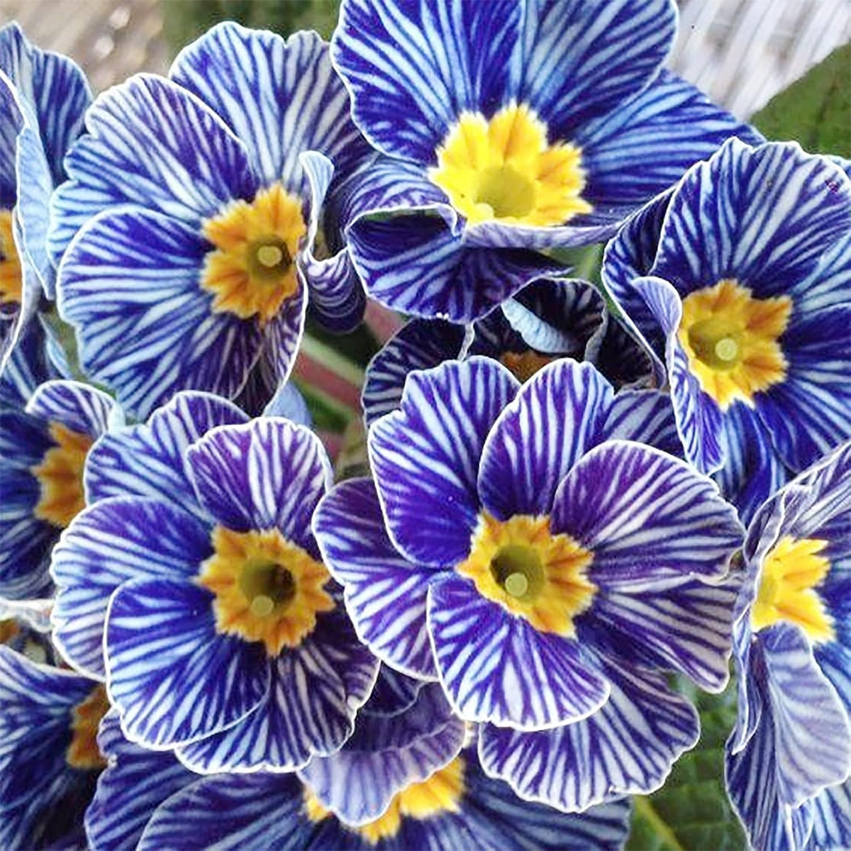 Primrose Primula Malacoides Rare Flower - for planting in home garden