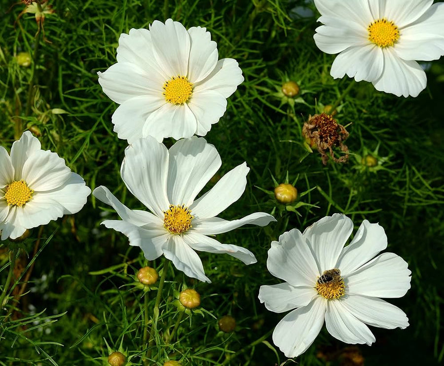 Cosmos Sonata Mix flower seeds â€“ easy annuals with colorful daisy-like blooms