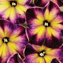 Bonanza Doppel Plicated Petunia Seeds (Petunia hybrida) for a bright addition to the Flower Bed in Home Garden