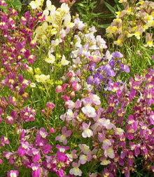 Moroccan Toadflax Seeds for colorful blooms in the Home Garden & Flower Bed