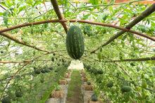 Watermelon Citrullus lanatus for planting in vegetable patch