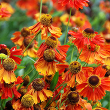 Helenium Sneezeweed Seeds for gardeners building out beds and borders