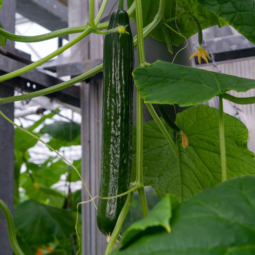 Long Cucumber Cucumis sativus for planting in vegetable patch