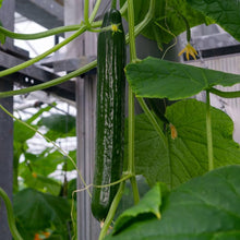 Long Cucumber Cucumis sativus for planting in vegetable patch