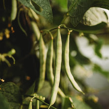 Knife Bean Seeds for growers stocking a kitchen garden