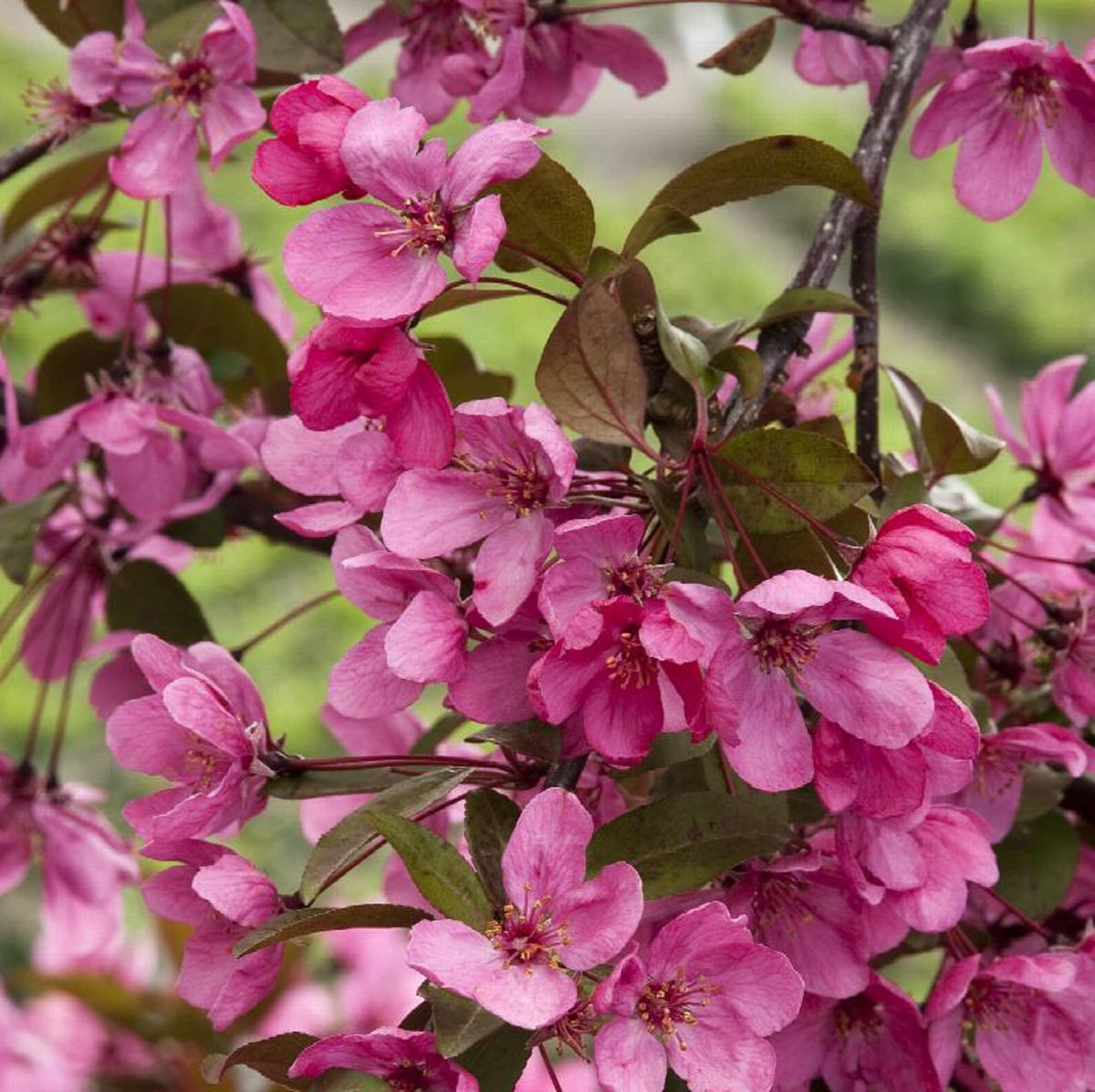 Malus Prairiefire Malus 'Prairiefire' for planting in backyard garden