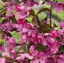 Malus Prairiefire Malus 'Prairiefire' for planting in backyard garden