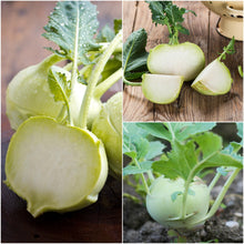 Early White Kohlrabi Seeds for reliable seasonal color