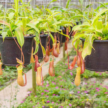 Nepenthes Plants for growers seeking a long-blooming display