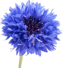 Blue Bachelor Button Dwarf Seeds for seasonal color across the Flower Borders