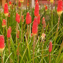 Red Hot Poker Seeds (Kniphofia uvaria) for growers filling out the xeriscape garden flower spike