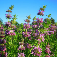 Lemon Beebalm Monarda Citriodora Seeds for reliable seasonal color