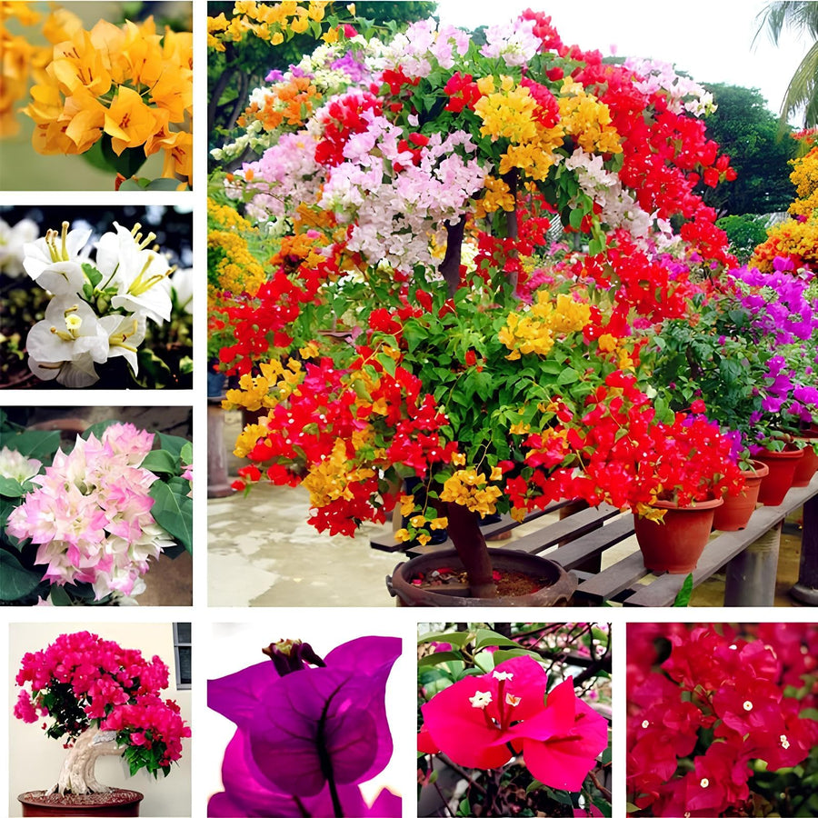 Bougainvillea Bougainvillea glabra flower seeds for planting in vertical garden or sunny backyard trellises - for planting in home garden