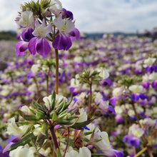 Collinsia (Collinsia heterophylla) seeds for flower bed planting