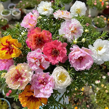 Purslane Seeds for gardeners building out beds and borders