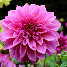 Tango Mixed Seeds for growers seeking a long-blooming display