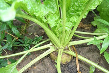 Sugar Beet Seeds (Beta vulgaris) for a reliable harvest in the backyard and homestead gardens