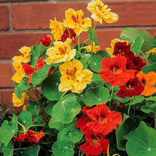 Jewel Mix Nasturtium Tropaeolum majus for planting in flower bed