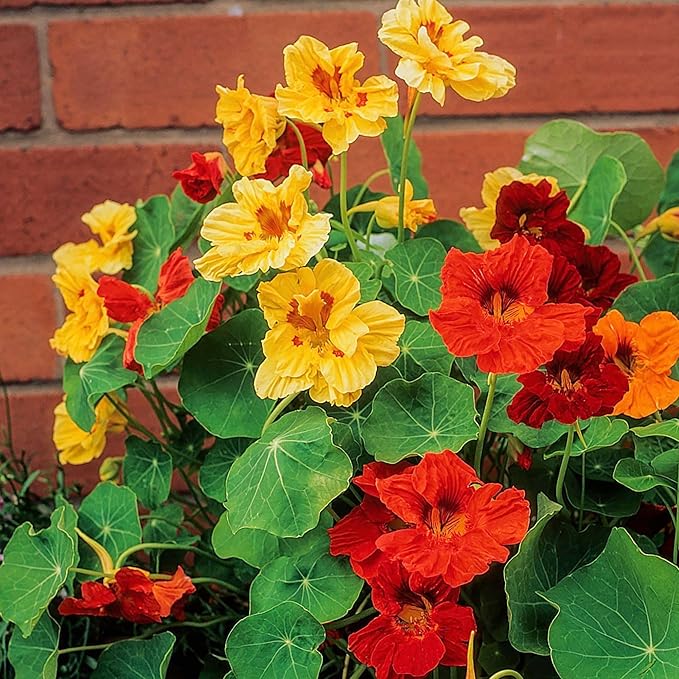 Nasturtium (Tropaeolum majus) hybrid seeds for planting in home garden