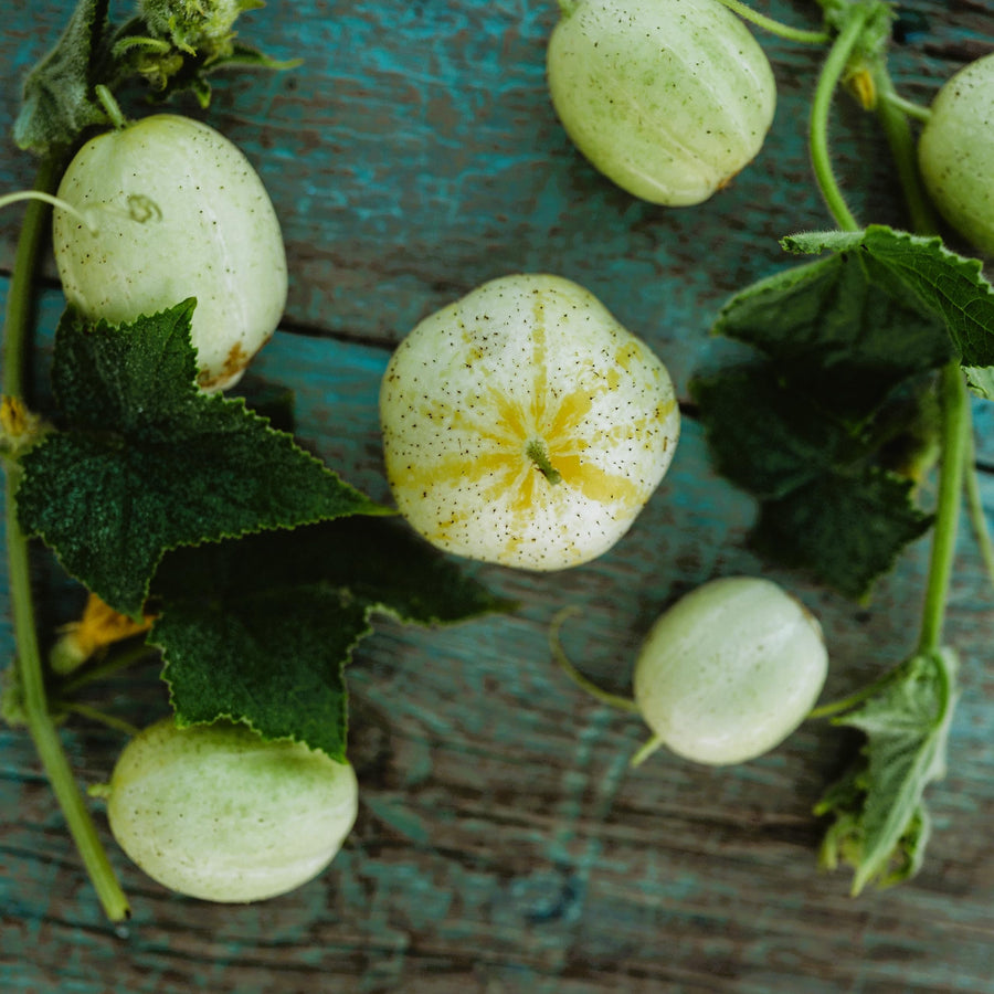 Lemon (Cucumber) for planting in garden