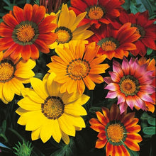 Gazania Seeds (Gazania spp.) for a bright addition to the Flower Bed
