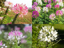 Himalayan Honeysuckle Bush Seeds for a lasting display in the Unique Gardens
