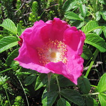 Red Rugosa Rose Seeds prized for fragrant, Hardy Rose Bushes