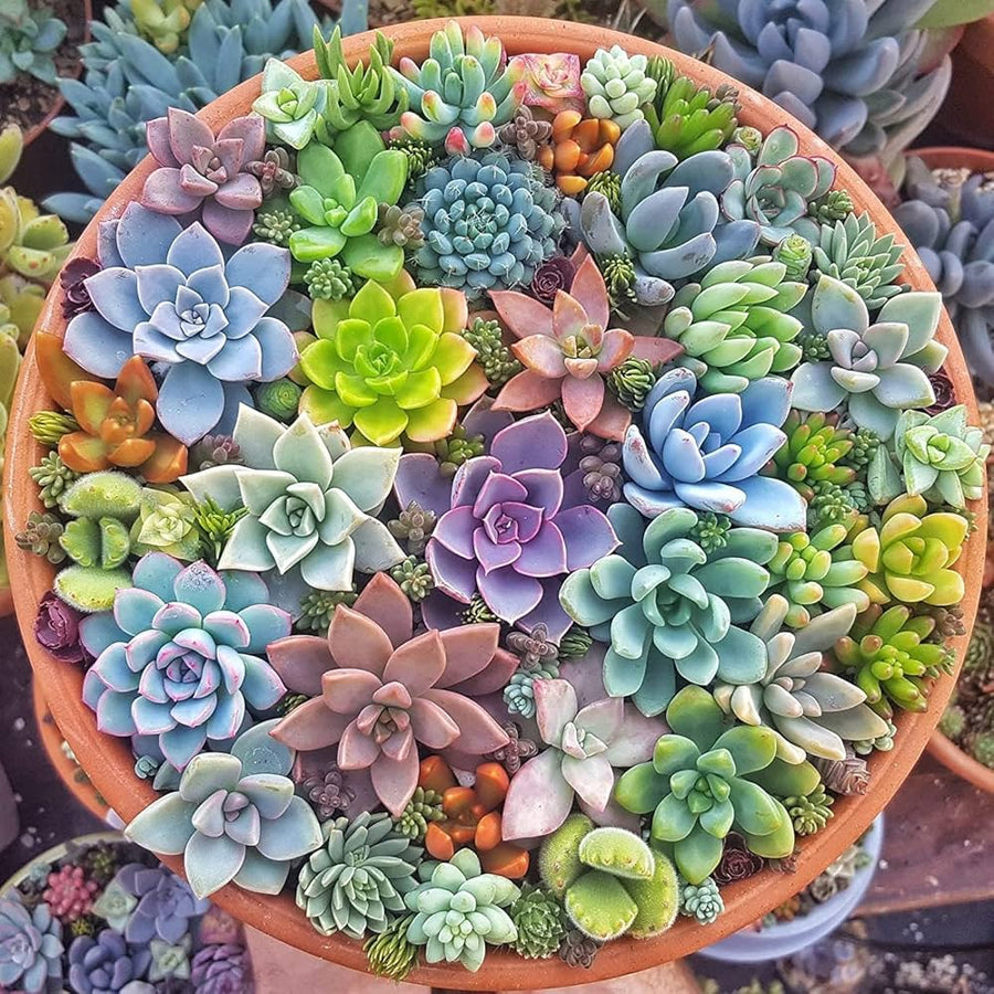 Bonsai Flower Seeds