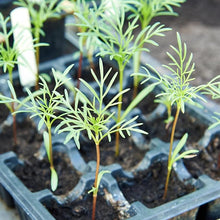 Cosmos Cosmos bipinnatus for planting in flower bed