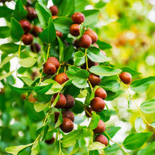 Jujube Ziziphus Jujuba Fresh Seeds for reliable seasonal color