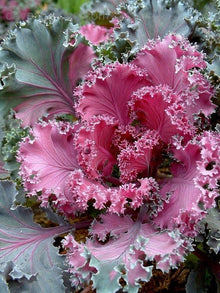 Kale ‘Chidori Red’ flower Seeds valued by growers for winter color