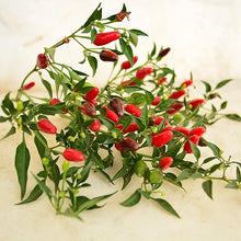 Pepper Capsicum Chinense Hottest Seeds prized among growers for home Culinary Use