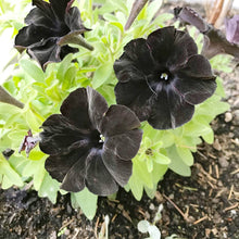 Star Petunia Seeds for growers seeking a long-blooming display
