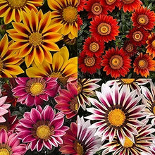 Gazania Gazania Rigens Flower Seeds for Planting – Bright Blooms for Sunny Gardens and Decorative Borders