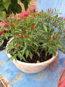 Thai Sun Hot Pepper Seeds (Capsicum annuum) for growers stocking a kitchen garden