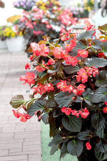 Begonia Begonia semperflorens Red flower seeds for planting in containers or shaded garden areas - for planting in home garden
